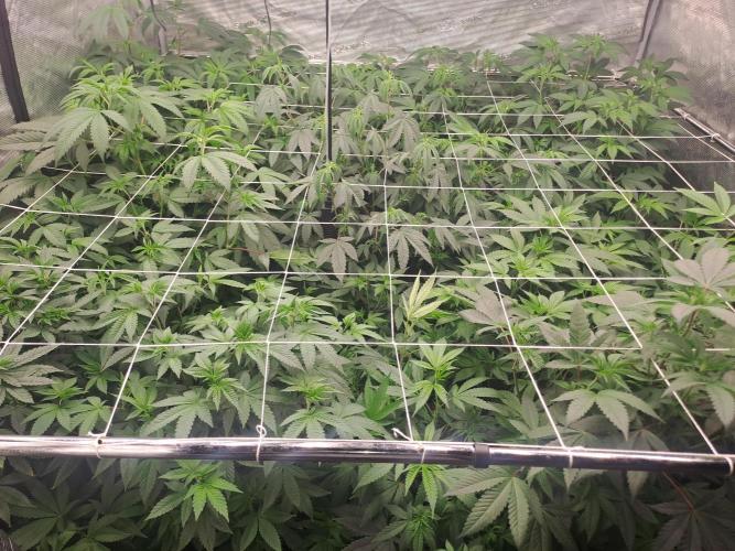 Grape Frappé. Week 10 - Day 5 02/01