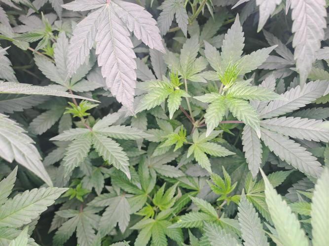 Grape Frappé. Week 10 - Day 5 02/01