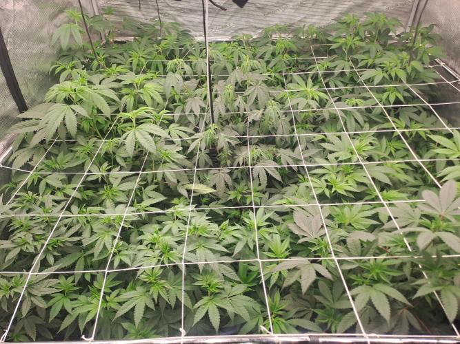 Tiger Paws/Velvet Cream. Week 10 - Day5 02/01