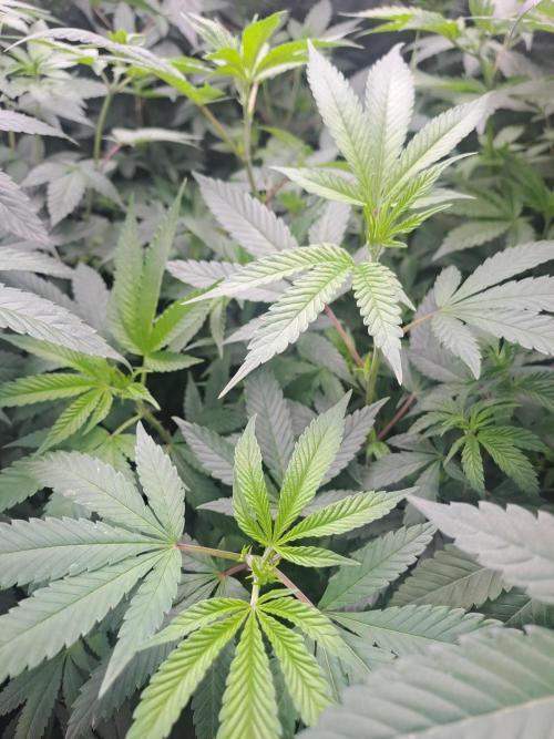 Tiger Paws/Velvet Cream. Week 10 - Day 5 Tiger Paws 