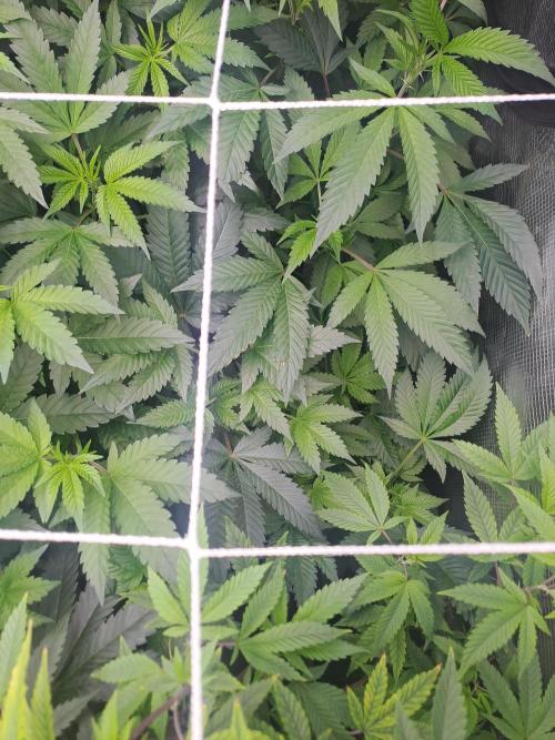 Tiger Paws/Velvet Cream. Week 10 - Day 5 Velvet Cream 