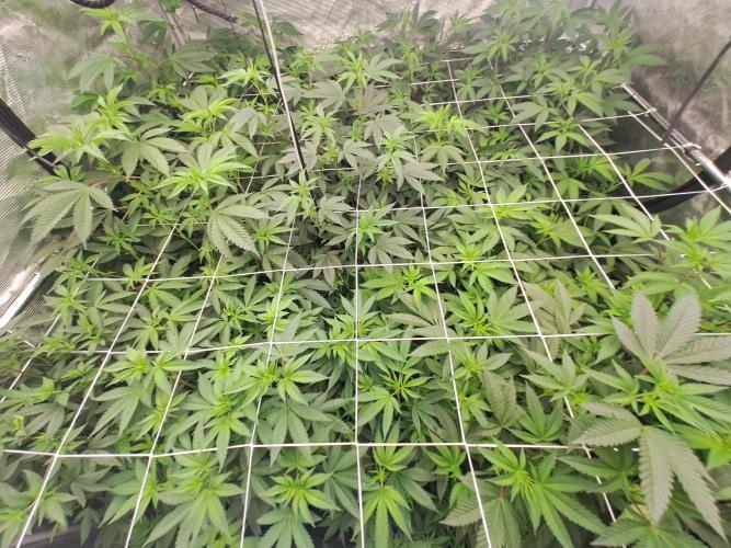 Grape Frappé. Week 10 - Day7