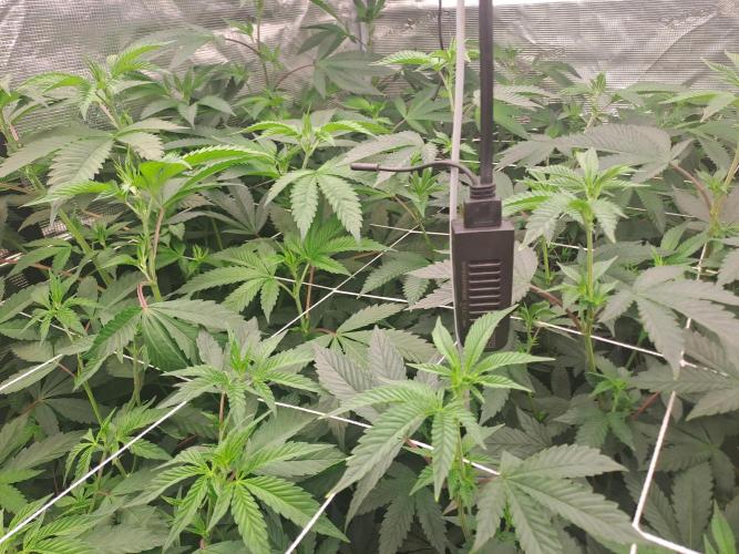 Tiger Paws/Velvet Cream. Week 10 - Day7