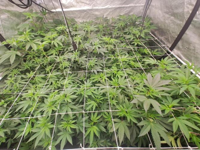 Tiger Paws/Velvet Cream. Week 10 - Day7