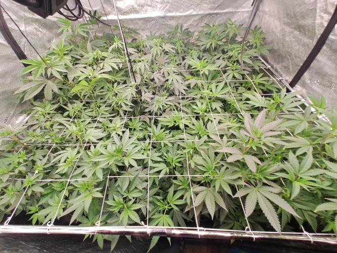 Grape Frappé. Week 11 - 8ème jours apres le switch 
05/01/2026