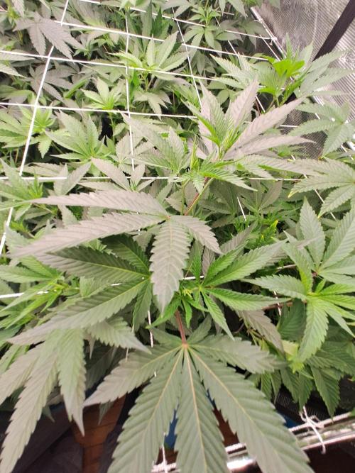 Grape Frappé. Week 11 - 05/01/2026