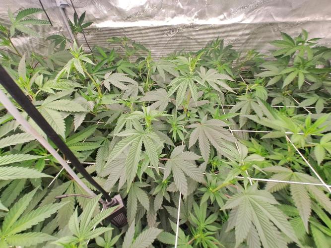 Grape Frappé. Week 11 - 05/01/2026