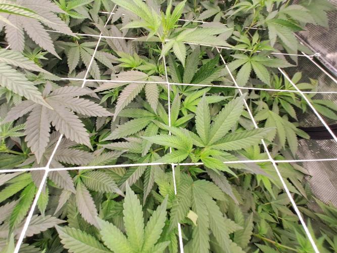 Tiger Paws/Velvet Cream. Week 11 - 05/01/2026