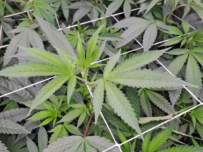 Tiger Paws/Velvet Cream. Week 11 - 05/01/2026