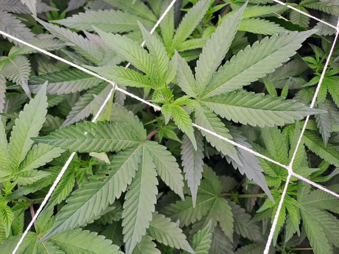 Tiger Paws/Velvet Cream. Week 11 - 05/01/2026