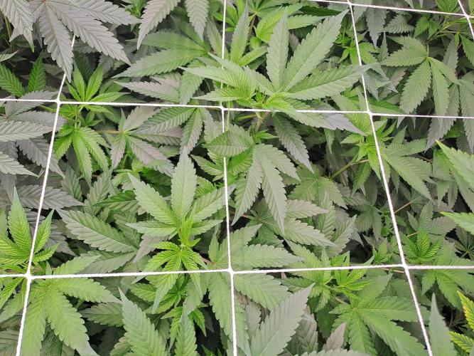 Tiger Paws/Velvet Cream. Week 11 - 05/01/2026