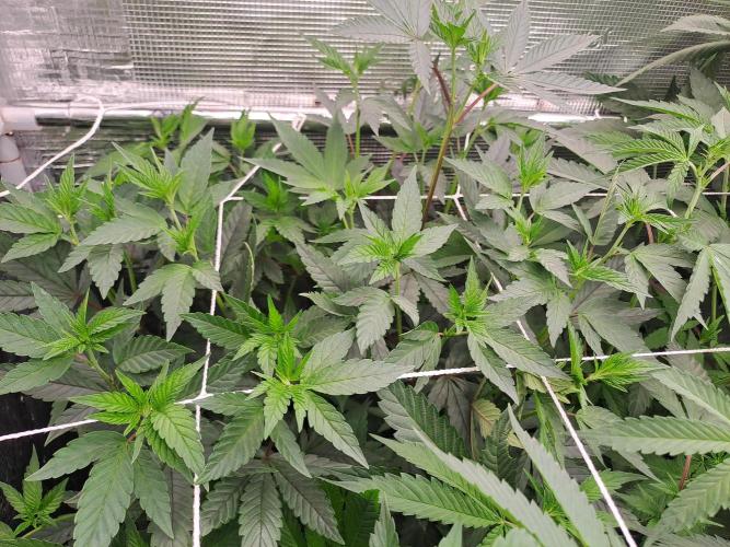 Tiger Paws/Velvet Cream. Week 11