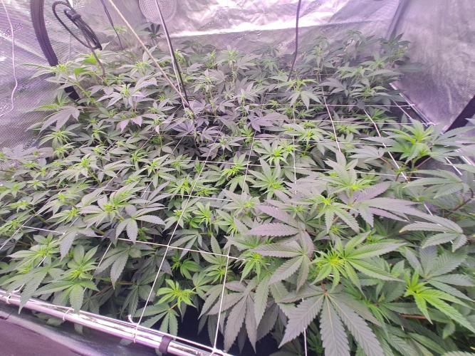 Tiger Paws/Velvet Cream. Week 11 - 07/01 10rd Days since the switch 