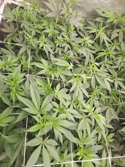 Tiger Paws/Velvet Cream. Week 11 - Tiger