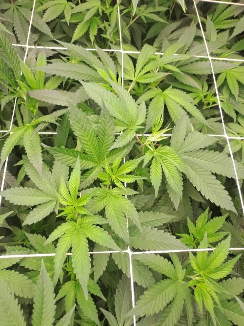 Tiger Paws/Velvet Cream. Week 11 - Velvet