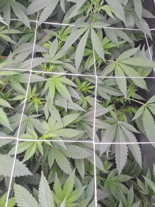 Tiger Paws/Velvet Cream. Week 11 - Velvet