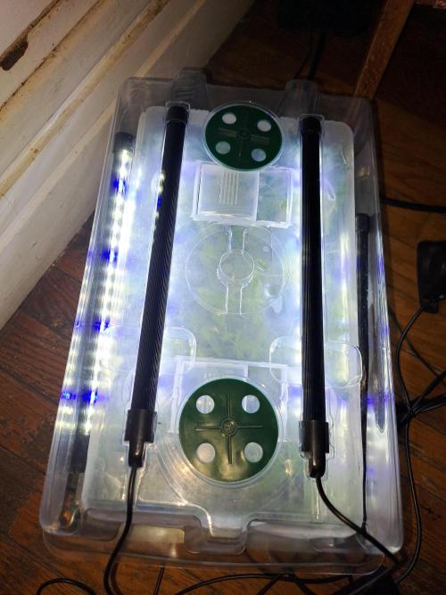 Tiger Paws/Velvet Cream. Week 11 - 11/01