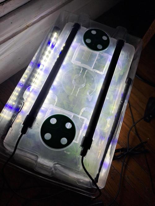 Tiger Paws/Velvet Cream. Week 11 - 11/01