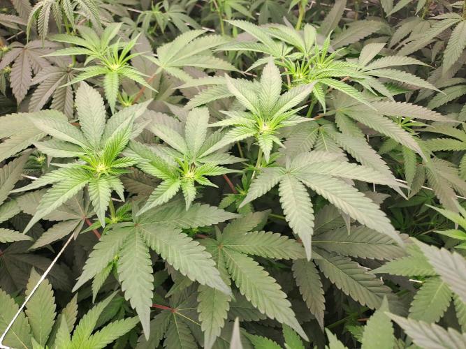 Tiger Paws/Velvet Cream. Week 11 - 11/01