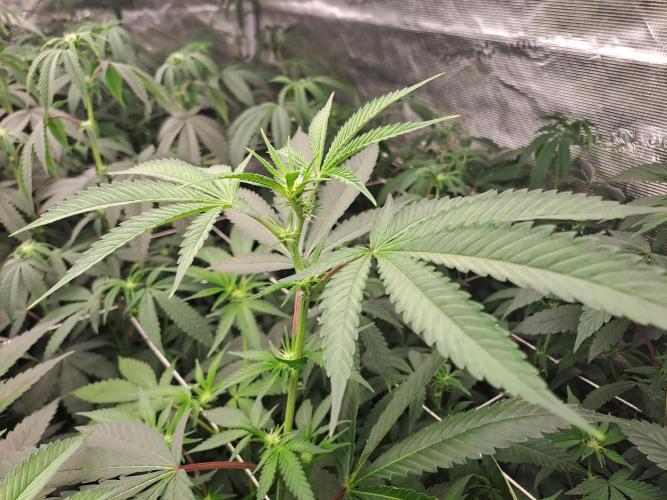 Tiger Paws/Velvet Cream. Week 11 - 11/01