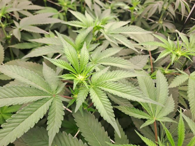 Tiger Paws/Velvet Cream. Week 11 - 11/01