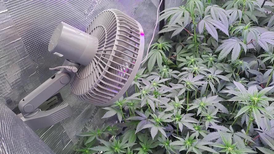 Tiger Paws/Velvet Cream