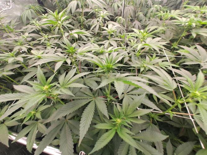 Grape Frappé. Week 11 - 11/01