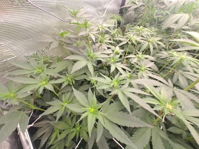 Grape Frappé. Week 11 - 11/01