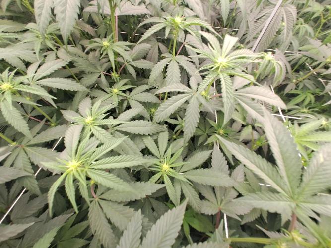 Grape Frappé. Week 11