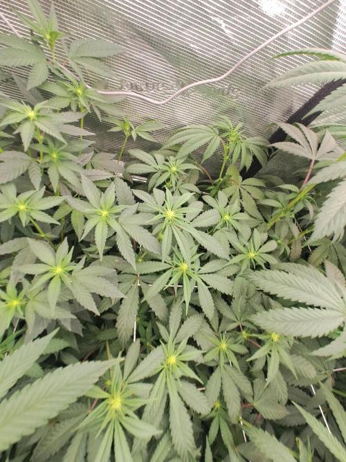 Grape Frappé. Week 11