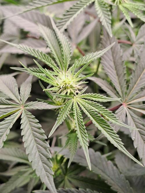 Tiger Paws/Velvet Cream. Week 12