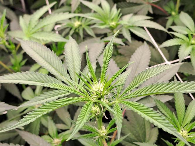 Tiger Paws/Velvet Cream. Week 12