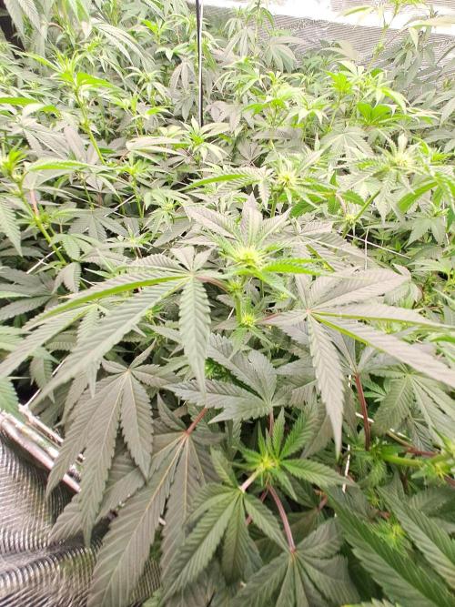 Grape Frappé. Week 12