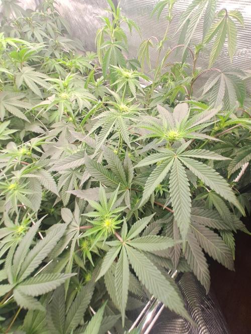 Grape Frappé. Week 12