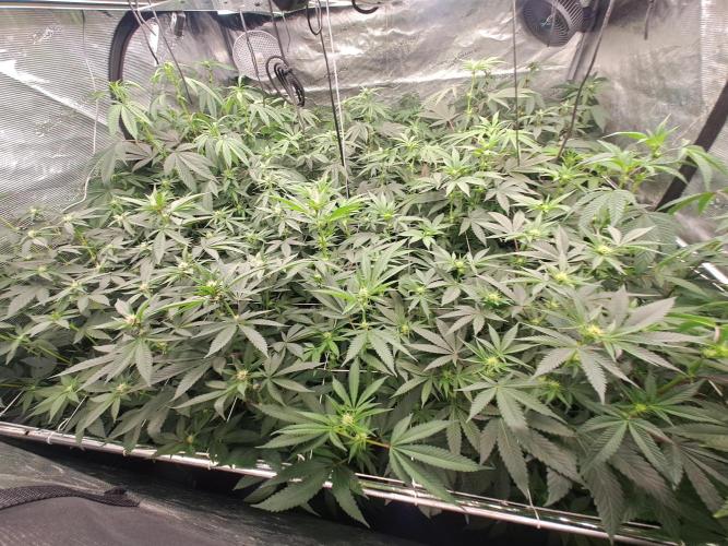 Grape Frappé. Week 12 - 14/01