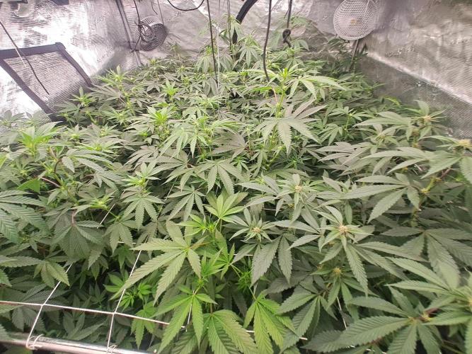 Grape Frappé. Week 12 - 14/01