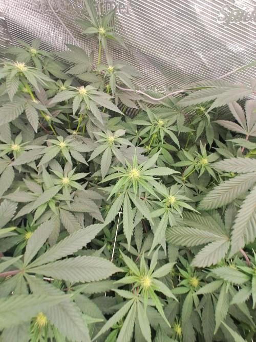 Grape Frappé. Week 12 - 14/01