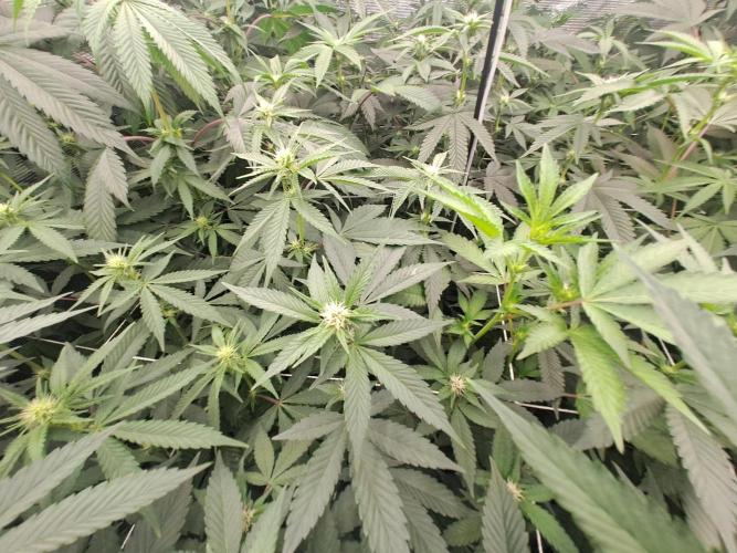 Grape Frappé. Week 12 - 14/01