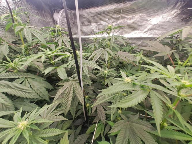 Tiger Paws/Velvet Cream. Week 12 - 14/01