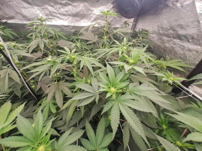 Tiger Paws/Velvet Cream. Week 12 - 14/01