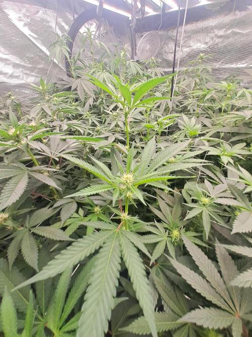 Tiger Paws/Velvet Cream. Week 12 - 14/01