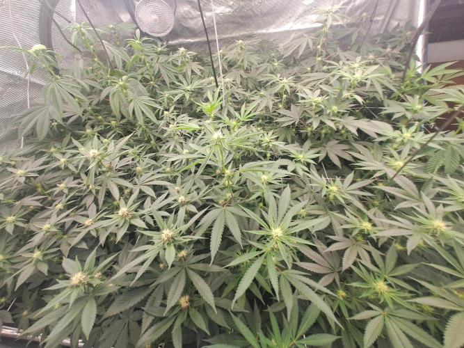 Grape Frappé. Week 12 - 17/01 20th days since the switch