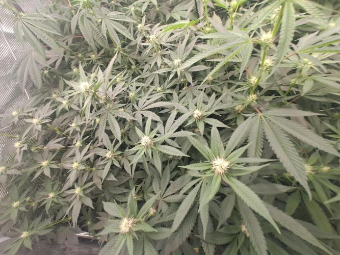 Grape Frappé. Week 12 - 17/01 20th days since the switch