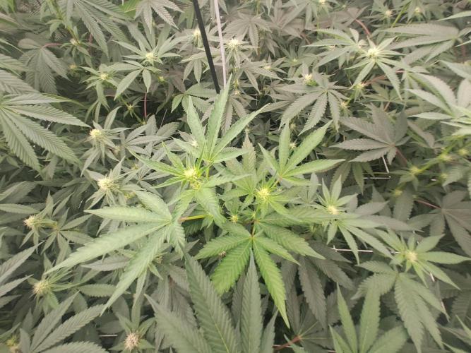 Grape Frappé. Week 12 - 17/01 20th days since the switch