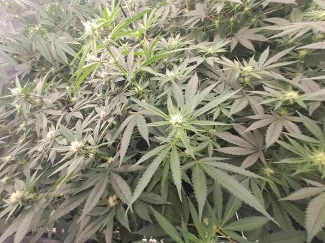 Grape Frappé. Week 12 - 17/01 20th days since the switch