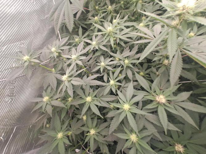 Tiger Paws/Velvet Cream. Week 12 - 17/01 20th days since the switch