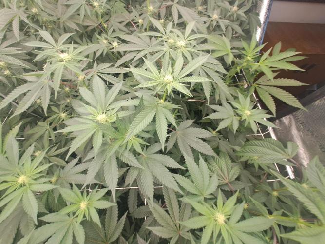 Tiger Paws/Velvet Cream. Week 12 - 17/01 20th days since the switch