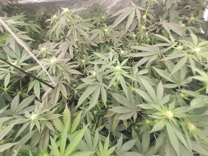 Tiger Paws/Velvet Cream. Week 12 - 17/01 20th days since the switch