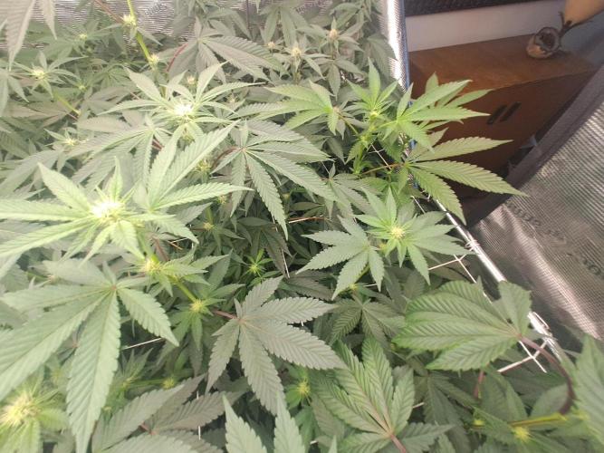 Tiger Paws/Velvet Cream. Week 12 - 17/01 20th days since the switch