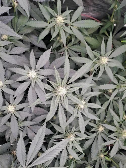 Grape Frappé. Week 12 - 18/01 Last day of the week 3. 21 Days since the switch in 12/12